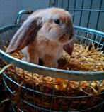 Lapins français à oreilles pendantes, Animaux & Accessoires, Lapins, Plusieurs animaux, Grand, Oreilles tombantes, 0 à 2 ans