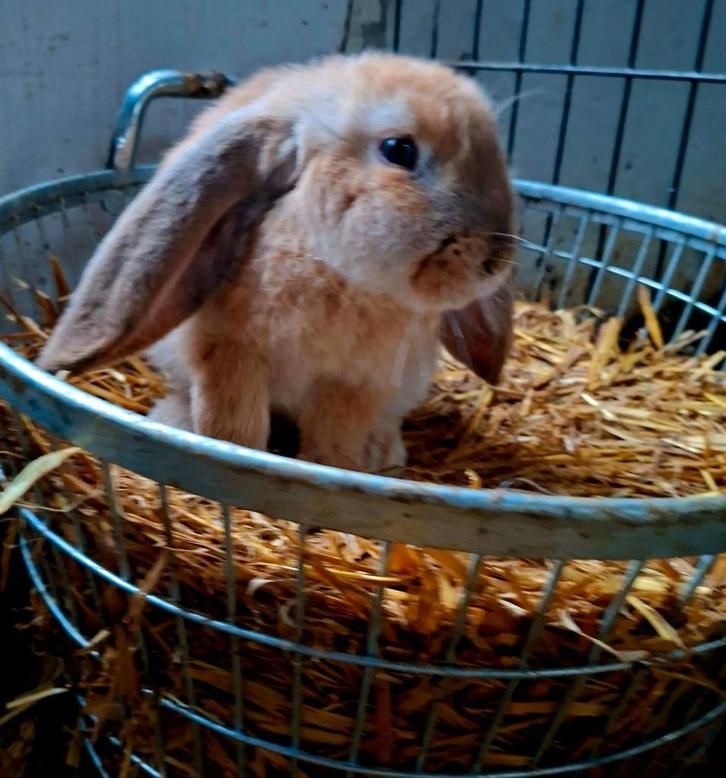 Lapins français à oreilles pendantes, Animaux & Accessoires, Lapins, Grand, Plusieurs animaux, 0 à 2 ans, Oreilles tombantes