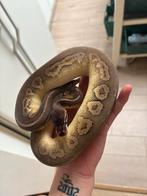 Ball python pewter mojave yb, Dieren en Toebehoren, Reptielen en Amfibieën, Slang, Tam, 0 tot 2 jaar