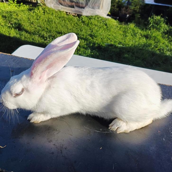 Mooie Duitse reuzen kruising rammelaars..heel tamme, Dieren en Toebehoren, Konijnen