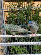 Catharina parkieten, Dieren en Toebehoren, Vogels | Kanaries