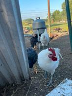 Poule de Bresse hanen (jonge), Dieren en Toebehoren