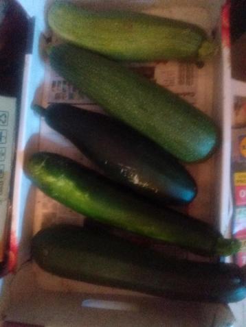 Courgettes biologiques