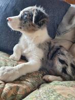 Border Collie pups opgevoed in huiselijke sfeer en sociaal, Dieren en Toebehoren, België, Fokker | Hobbymatig, CDV (hondenziekte)