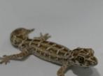 Viper gekko te koop, 0 tot 2 jaar, Hagedis