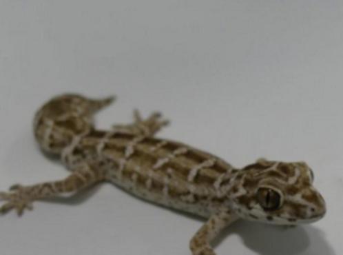 Gecko vipère à vendre, Animaux & Accessoires, Reptiles & Amphibiens, Lézard, 0 à 2 ans