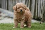 Prachtige maltipoo pups, Dieren en Toebehoren, België, Overige rassen, CDV (hondenziekte), 8 tot 15 weken