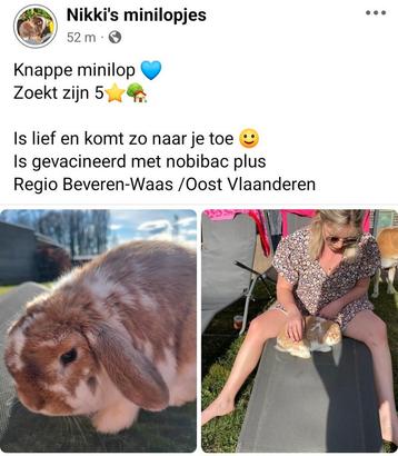 Minilop, Dieren en Toebehoren, Konijnen, Mannelijk, Dwerg, Hangoor, 0 tot 2 jaar