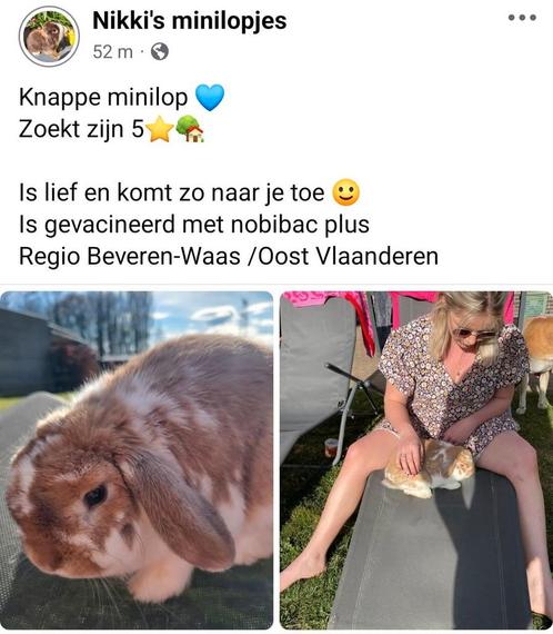 Minilop, Dieren en Toebehoren, Konijnen, Dwerg, Mannelijk, 0 tot 2 jaar, Hangoor