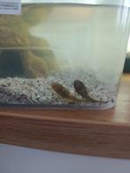 Gratis pleco moet weg, Dieren en Toebehoren, Vissen | Aquariumvissen