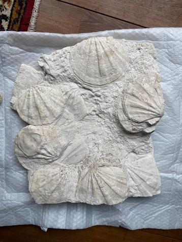 Magnifique grande plaque de Pecten fossiles