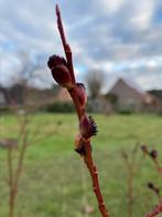 Salix gracilistyla melanostachys, Tuin en Terras, Ophalen