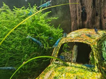 Neocaridina Blue Velvet garnalen beschikbaar voor biedingen