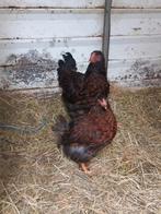 Wyandotte groothoender goudzwart gezoomd koppel, Dieren en Toebehoren, Pluimvee