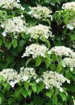 Hortensia grimpant, Ophalen