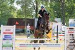 Zeer mooi en goed bereden recreatiepaard, Dieren en Toebehoren, Paarden, Z, Gechipt, Ruin, 11 jaar of ouder