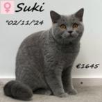 "Suki" Blauwe Britse Korthaar - kattinnetje te koop, Dieren en Toebehoren, Poes, Gechipt, 0 tot 2 jaar