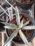 mangave bloedspot, Tuin en Terras, Planten | Tuinplanten, Ophalen