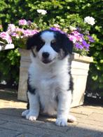 Prachtig Border Collie teefje, Dieren en Toebehoren, Honden | Herdershonden en Veedrijvers, België, CDV (hondenziekte), 8 tot 15 weken