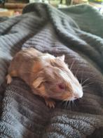 jonge caviatjes, Dieren en Toebehoren, September, Meerdere dieren, Cavia