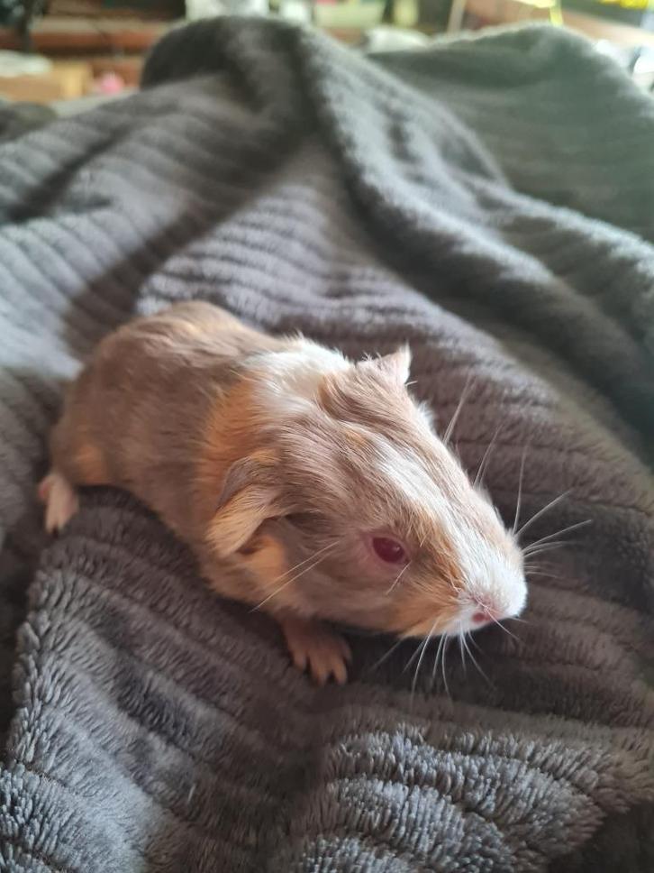 jonge caviatjes, Dieren en Toebehoren, Knaagdieren, Meerdere dieren, Cavia, September