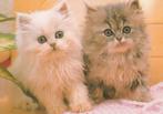 2  MOOIE  KATJES  KITTENS, Collections, Cartes postales | Animaux, Envoi, 1980 à nos jours, Affranchie, Chien ou Chat