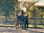 Knappe dressuur fokmerrie (of projectpaard), Dieren en Toebehoren, Paarden, Merrie