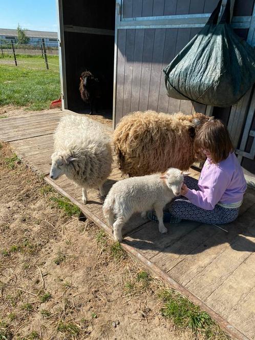 Ouessant ram 07/04/2025, Dieren en Toebehoren, Schapen, Geiten en Varkens, Schaap, Mannelijk, 0 tot 2 jaar
