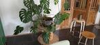 Kamerplant monstera groot en gezond, Maison & Meubles, Plantes d'intérieur, Ombre partielle, En pot, Plante verte, 150 à 200 cm