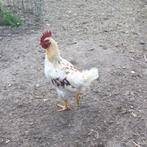 2 Jonge Hanen, Dieren en Toebehoren, Pluimvee, Mannelijk, Kip
