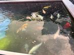 Koi’s, Animaux & Accessoires, Poissons | Poissons d'étang, Carpe ou Koï