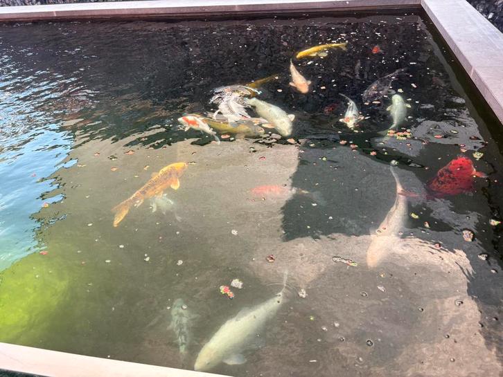 Koi’s, Dieren en Toebehoren, Vissen | Vijvervissen, Karper of Koi
