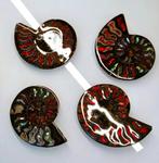 Ammoniet & Ammoliet Starborn Style 95 mm unieke fossiele, Verzamelen, Mineralen en Fossielen, Verzenden, Fossiel