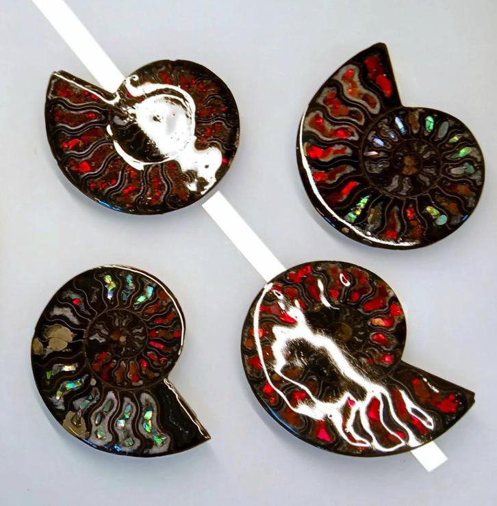 Ammoniet & Ammoliet Starborn Style 95 mm unieke fossiele, Verzamelen, Mineralen en Fossielen, Fossiel, Verzenden