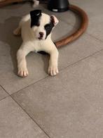 Stafford met akitta, Collections, Collections Animaux, Enlèvement