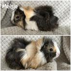 Jonge cavia zeugjes die het nest kunnen verlaten, Dieren en Toebehoren, Knaagdieren, Vrouwelijk, Cavia, Tam