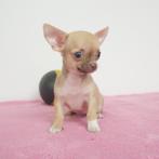 Chihuahua - chiots Belges à vendre, Commerçant, 8 à 15 semaines, Plusieurs, Parvovirose