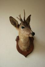 Taxidermie Opgezette Reeënkop met gewei, Ophalen of Verzenden, Gebruikt, Hert, Gewei of Kop