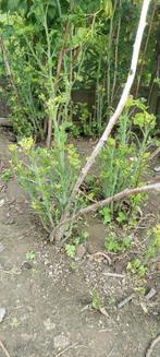 Frambozen struiken, Tuin en Terras, Planten | Bomen, Ophalen of Verzenden