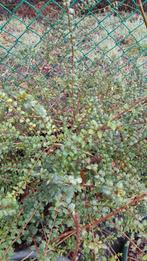 planten, Ophalen, Zomer, Vaste plant, Overige soorten