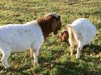 Boergeit,boerbok, Dieren en Toebehoren, Schapen, Geiten en Varkens