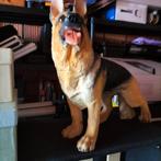 Beeld Duitse herder, Dieren en Toebehoren, Ophalen