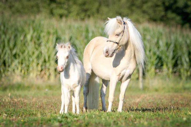 Gold champagne bont en Smokey appaloosa drachtig. AMHA nmprs, Dieren en Toebehoren, Pony's, Merrie, Niet van toepassing, A pony (tot 1.17m)