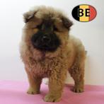 Chow Chow pups te koop (Belgisch), België, CDV (hondenziekte), 8 tot 15 weken, Meerdere