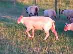 Rouge de l'Ouest ooilammeren, Animaux & Accessoires, Mouton, Femelle, 0 à 2 ans