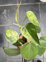 philodendron hederaceum oxycardium variegata, Ophalen of Verzenden