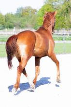 3 mooie 2 jarige hengsten, Gechipt, Dressuurpaard, 0 tot 2 jaar, Hengst