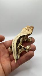 Geko een Crested Lilly White Man
