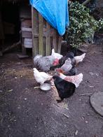 Mechelse koekoek haan.