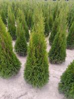 Thuja occidentalis 'Smaragd', Tuin en Terras, Planten | Struiken en Hagen, Ophalen